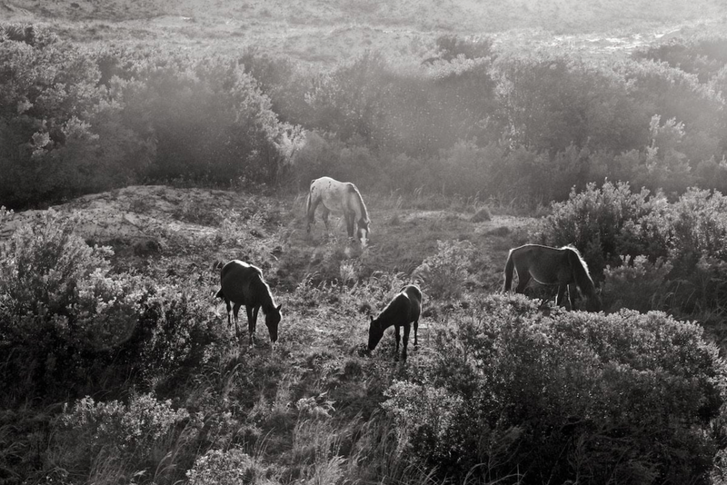 Wild Horses of Cumberland Bok